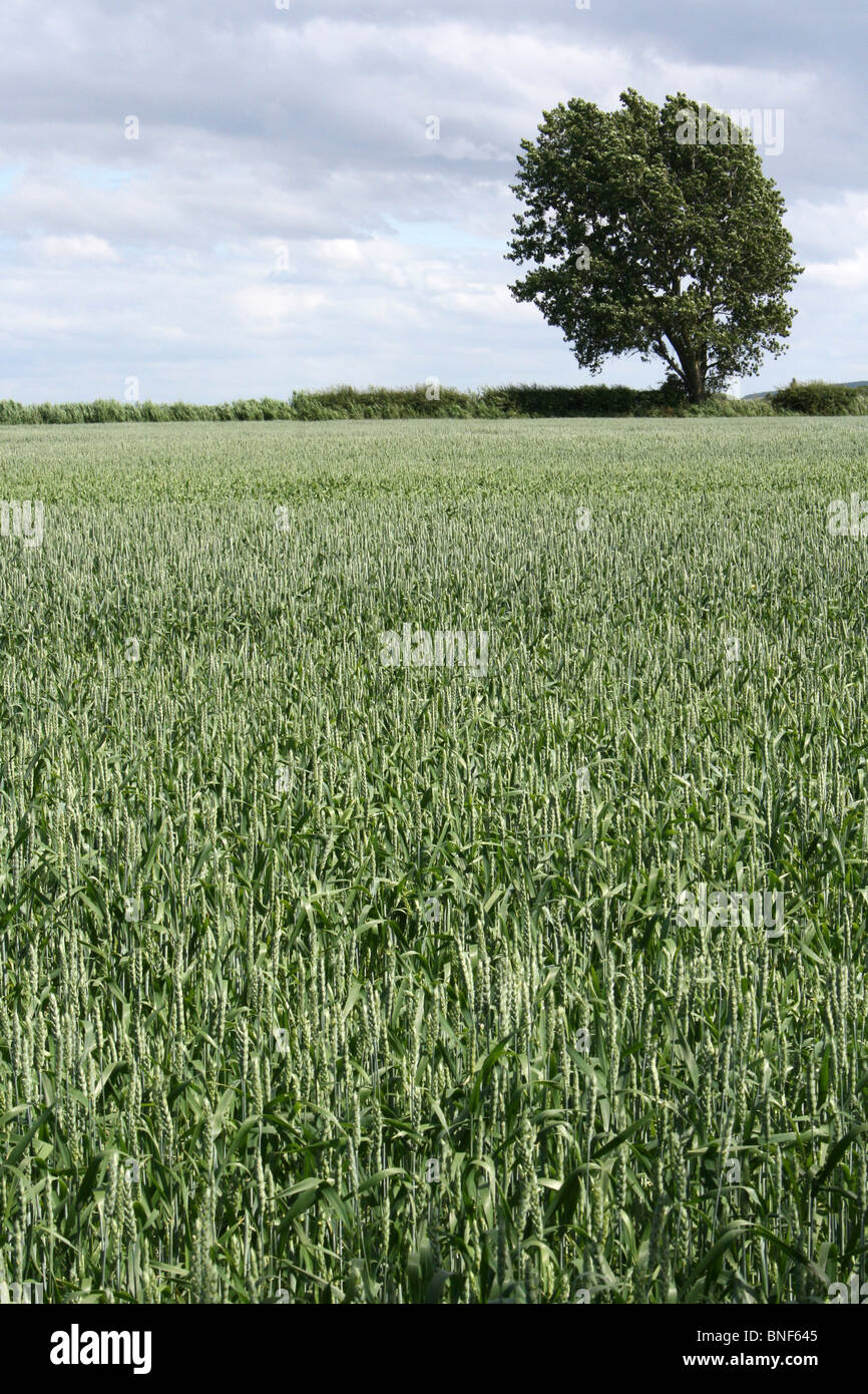Nuovo Campo di grano e Lone Tree presi in Lancashire, Regno Unito Foto Stock