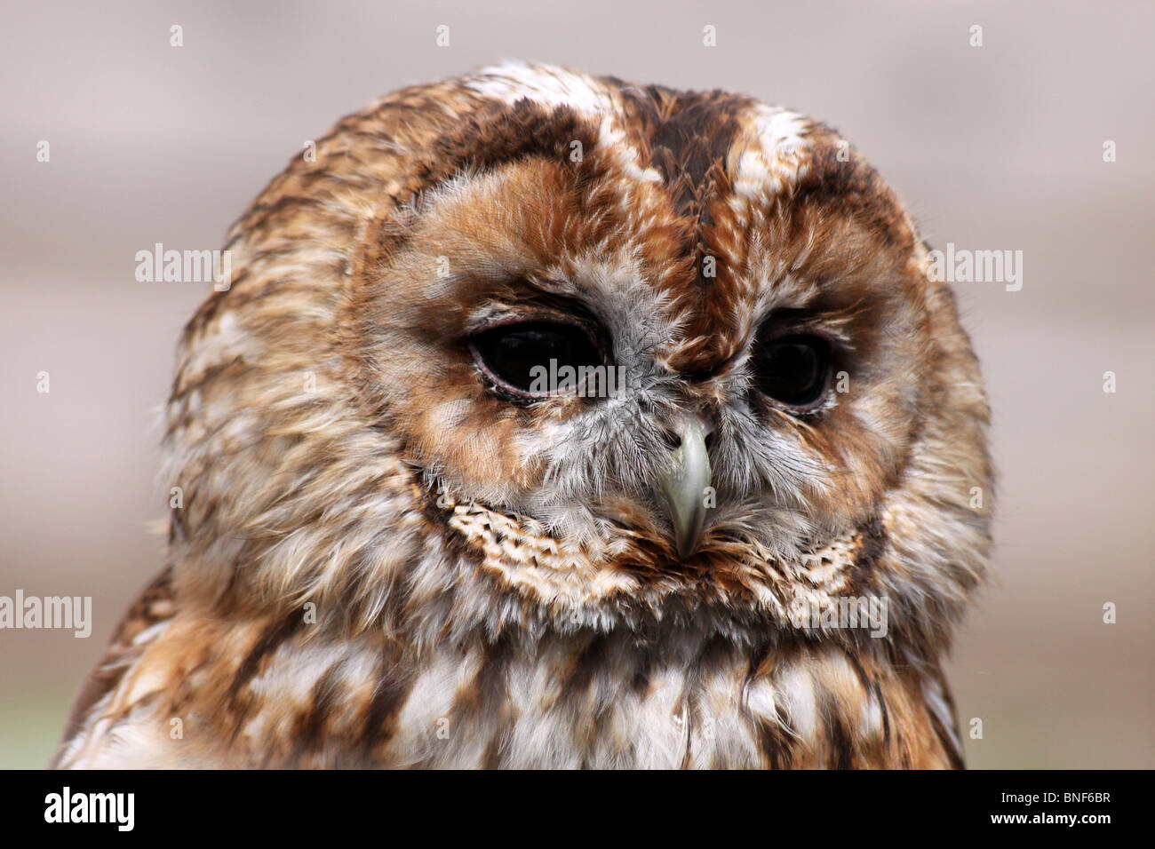 In prossimità della testa di un Allocco Strix aluco Foto Stock