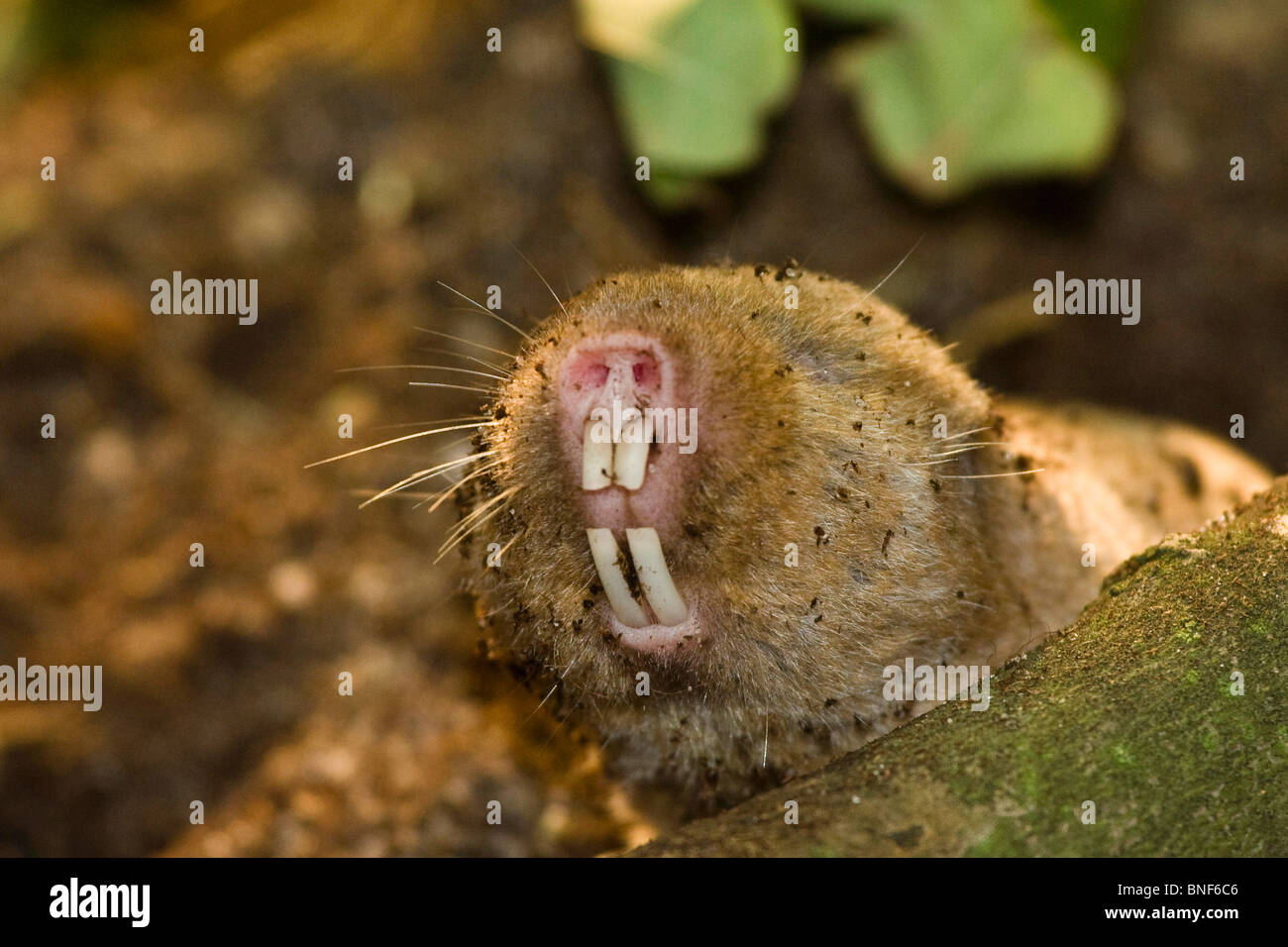 Ansell per la mole di ratto (Cryptomys anselli, Cryptomys ansellii), che mostra i suoi denti Foto Stock