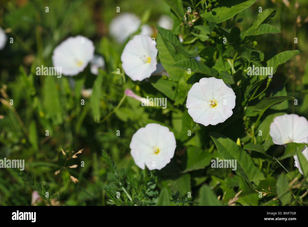 Convolvulus arvense, campo centinodia, finali cornbind, lap-amore, mais giglio, sheepbine, withwind Foto Stock