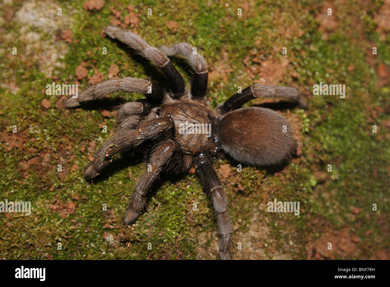Tarantola Pelosa, ragno di grandi dimensioni appartenenti alla famiglia Theraphosidae velenose. Posizionare Amboli Maharashtra, India Foto Stock