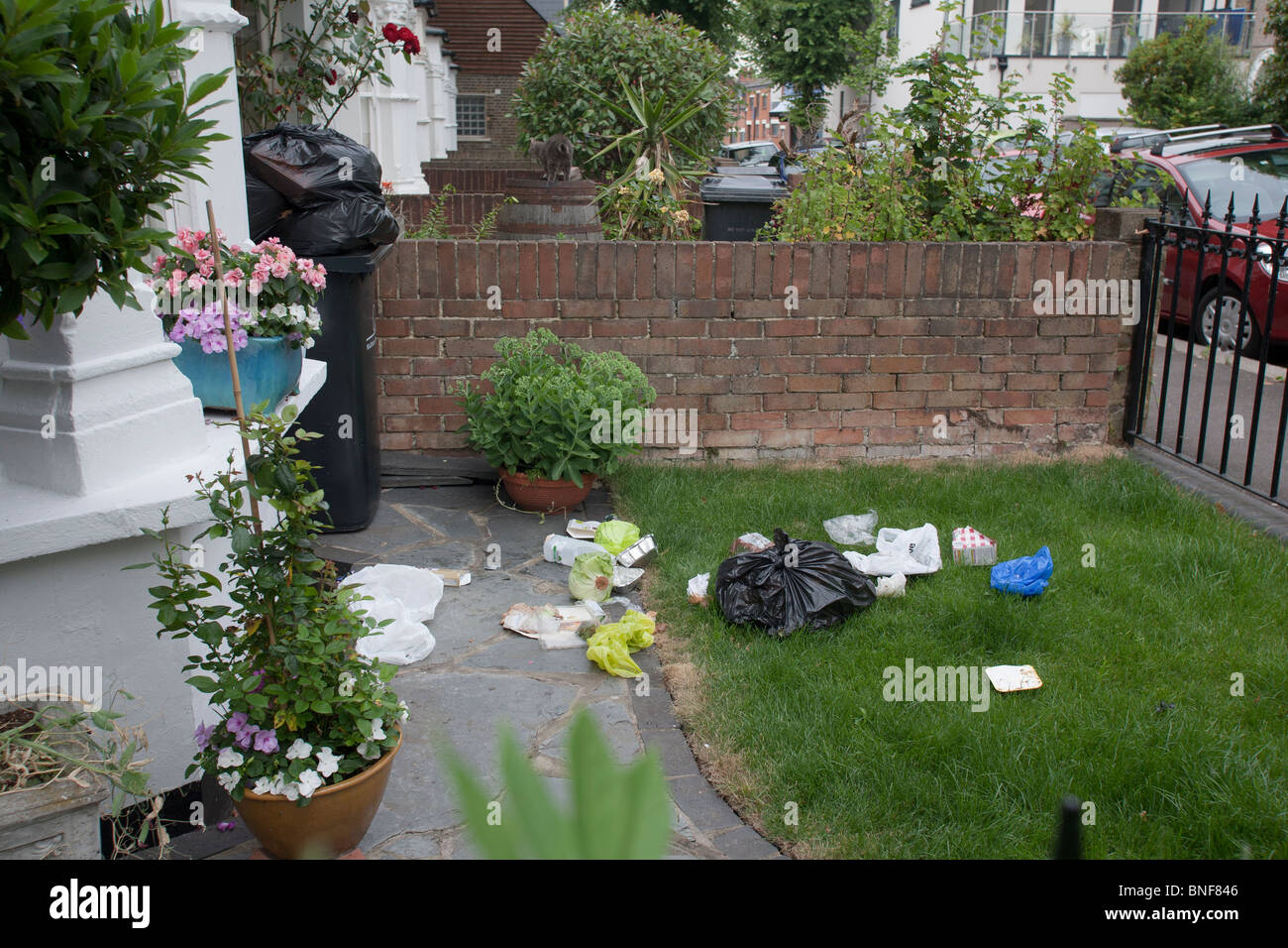 I rifiuti nella zona suburbana di giardino anteriore dopo fox strappato aperto sacchi neri Foto Stock