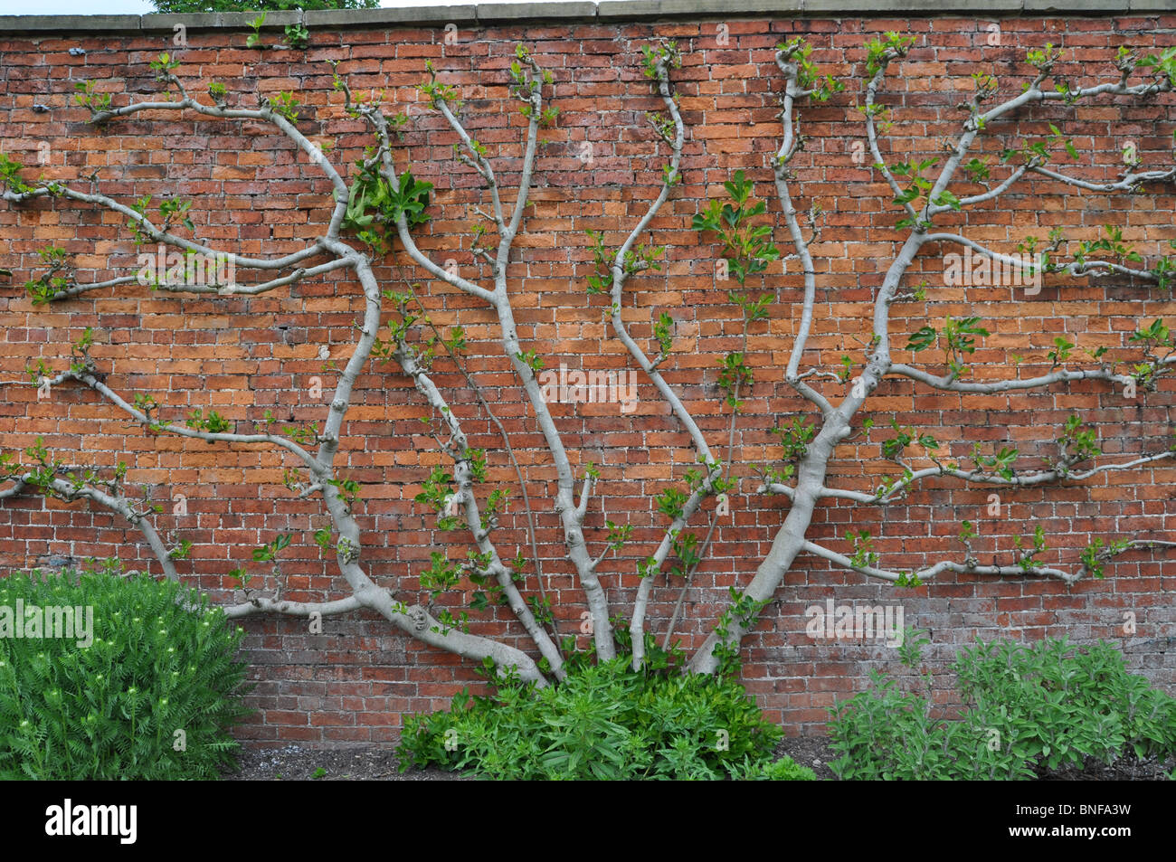 Albero di fico Foto Stock