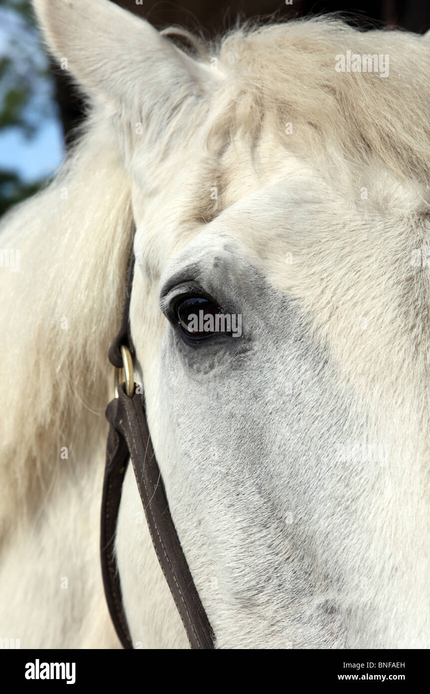 Close up dell'occhio di un vecchio cavallo grigio che indossa un headcollar Foto Stock