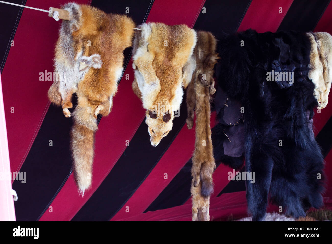 Real Fox e pelliccia di orso in una fase di stallo a Northampton Fayre medievale Foto Stock