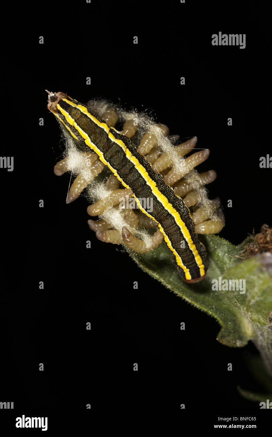 Ginestra tarma Melanchra pisi parasitised caterpillar da ichneumon vermi. Foto Stock