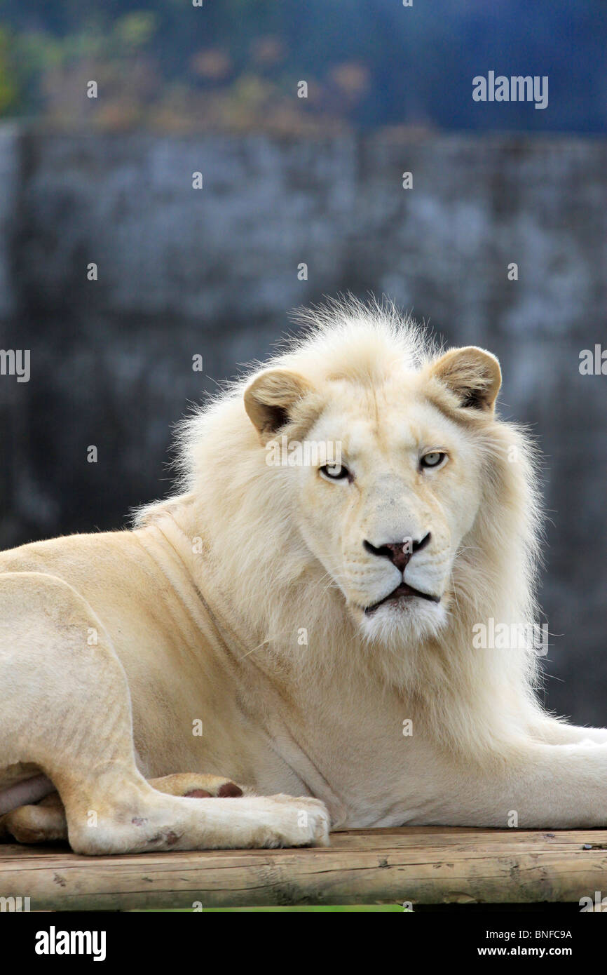 White Lion , panthera leo krugeri, n tygerberg zoo nei pressi di Città del Capo. Foto Stock