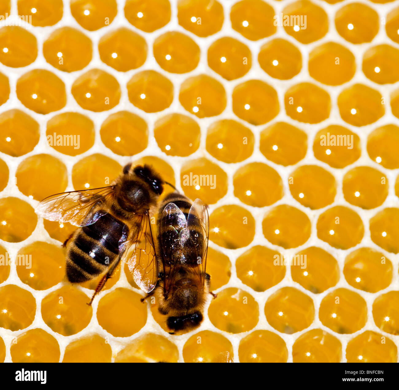 Due dark inglese api su un favo di miele rendendo Foto Stock