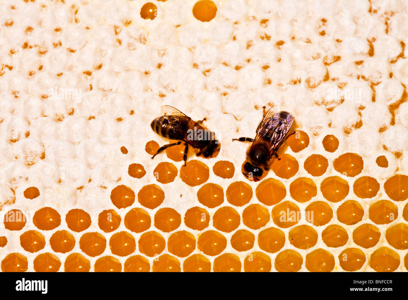 Due api su un favo di miele che mostra tappata e scoperchiate celle esagonali Foto Stock