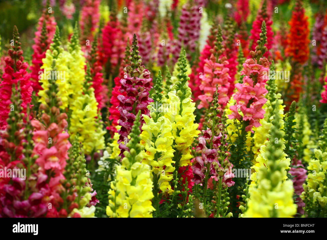 Campo di lupini lupini o membri del genere Lupinus nella famiglia del legume (Fabaceae) Foto Stock