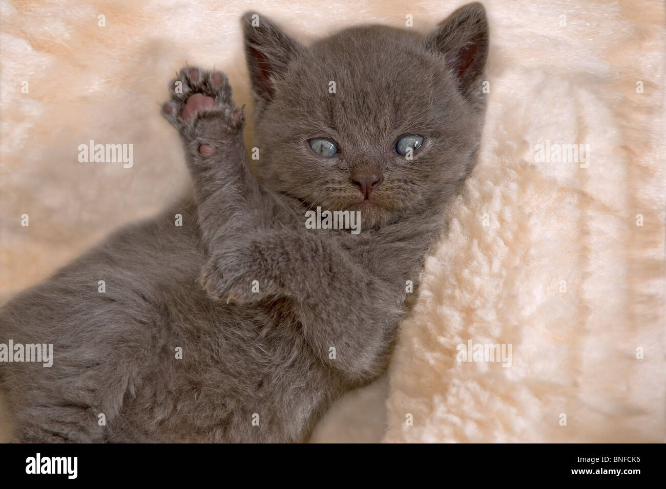 A quattro settimane di età blu britannico gattino sdraiato sulla schiena guardando verso la telecamera e dando un "High Five" Foto Stock
