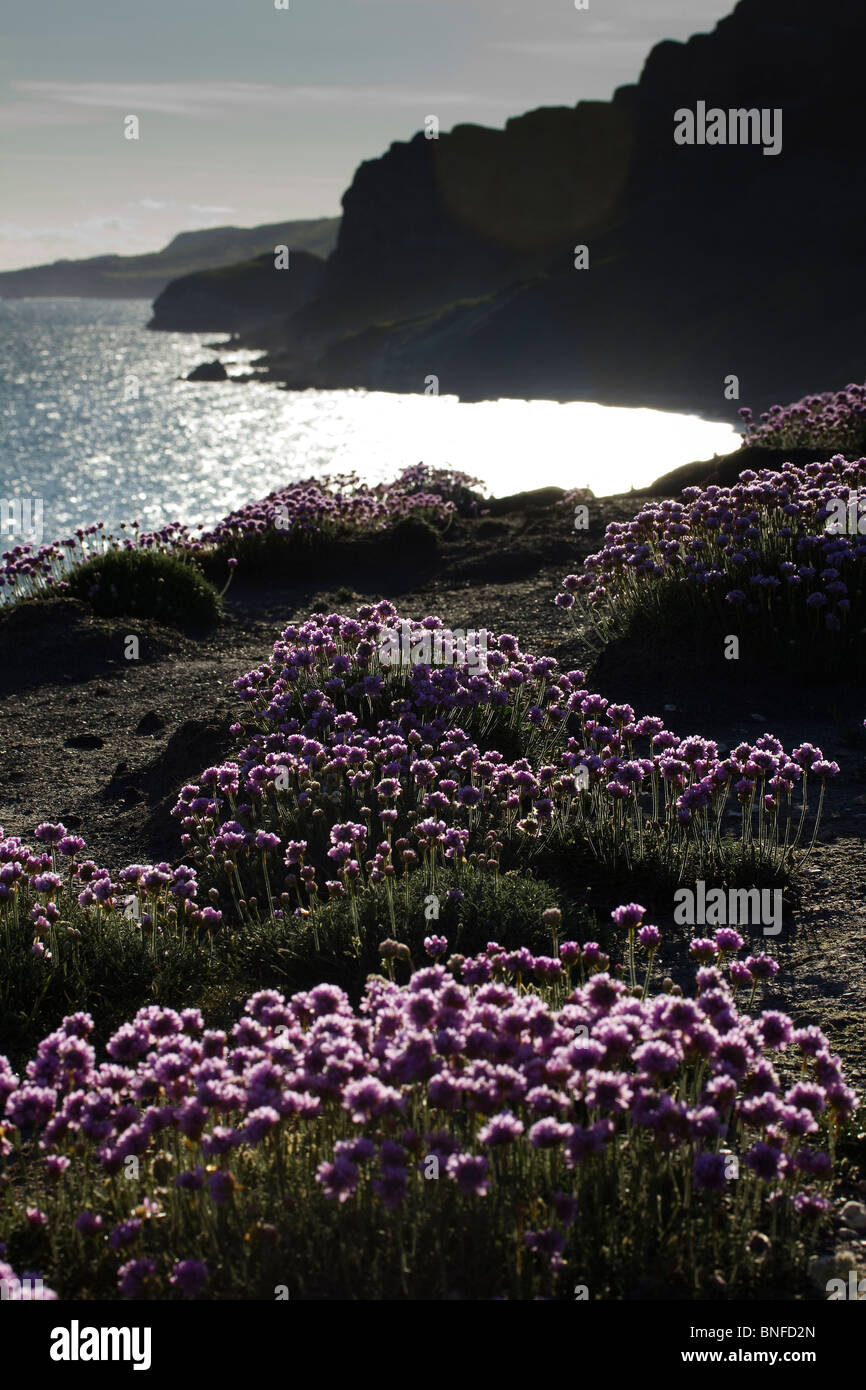 Fiorisce sulle scogliere vicino a Kimmeridge lungo il South West Coast Path. Dorset, Regno Unito. Foto Stock