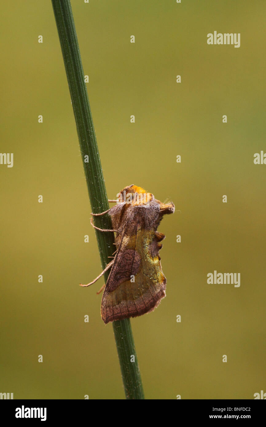 Ottone brunito Moth diachrysia chrysitis appoggiata sul gambo di erba Foto Stock