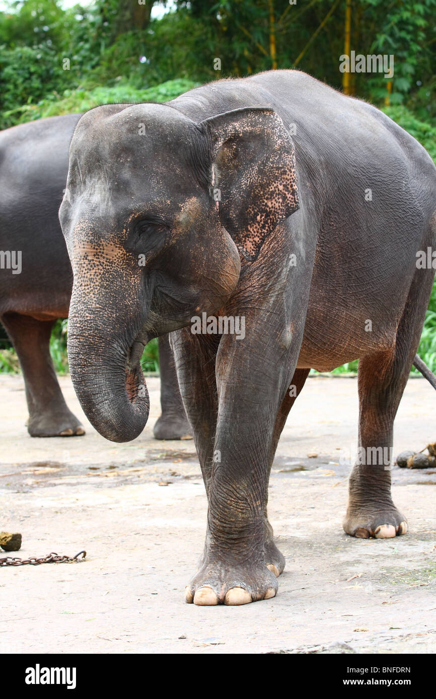 Elefante di Sumatra Foto Stock