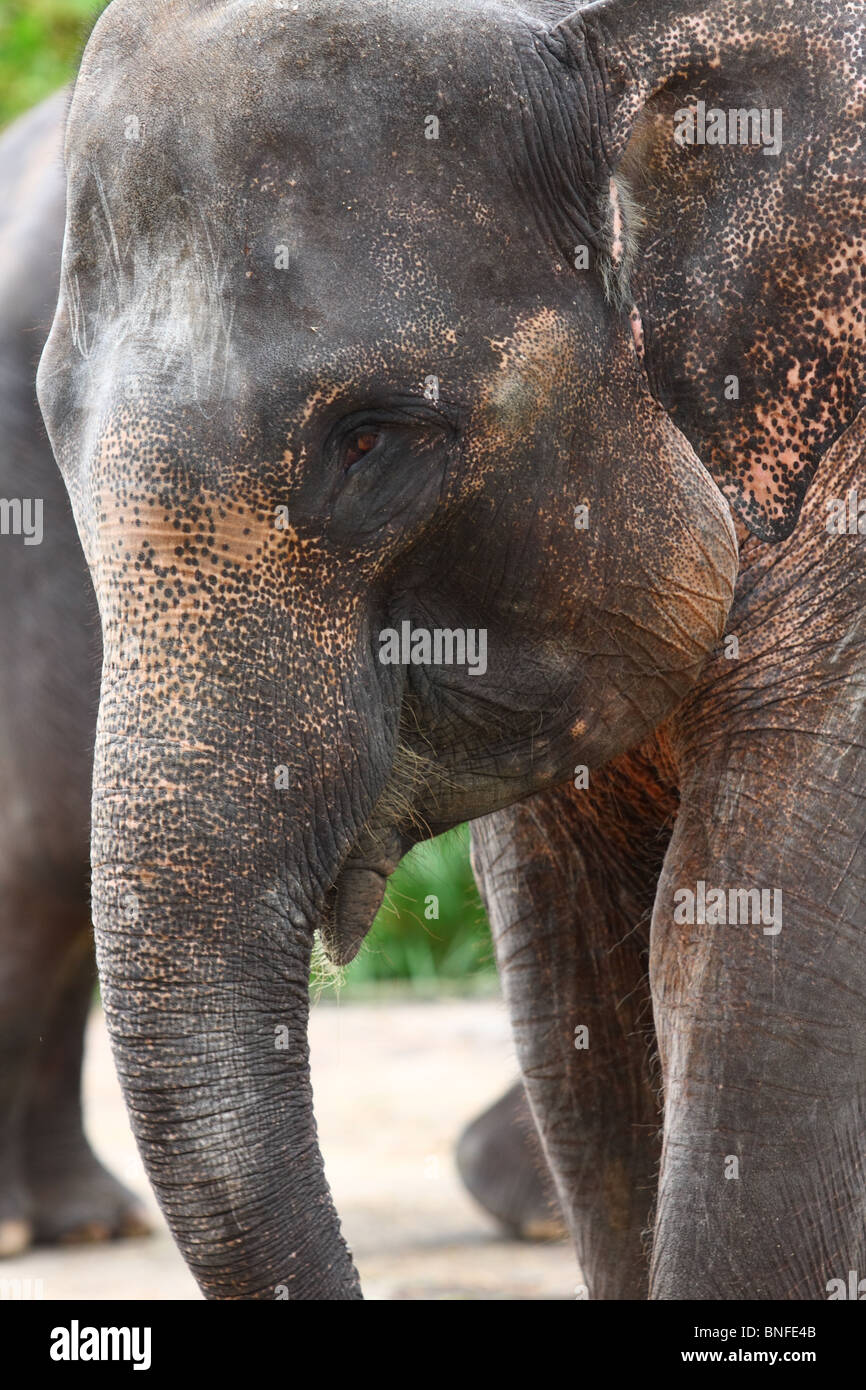 Elefante di Sumatra Foto Stock