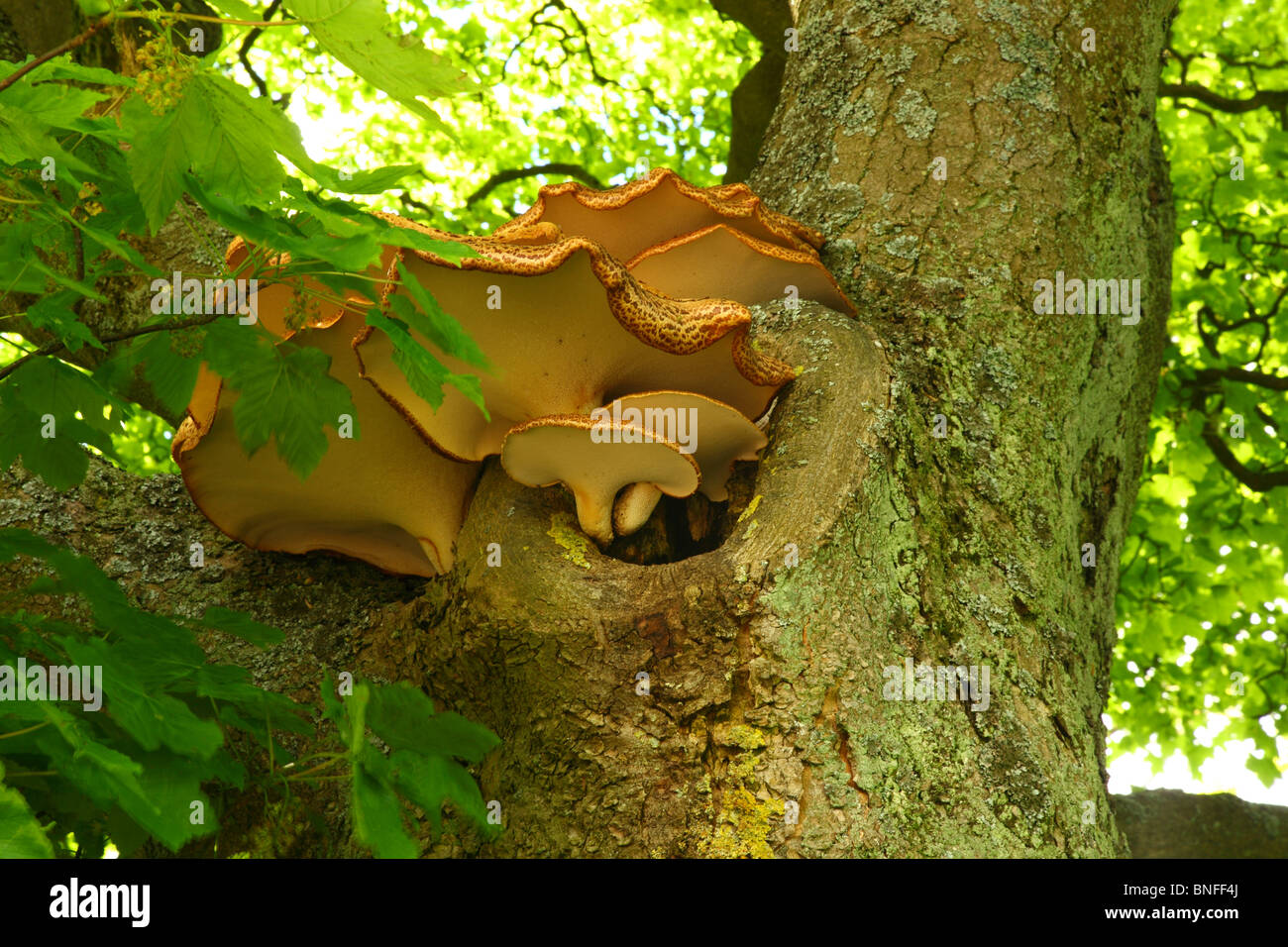 La staffa o mensola funghi funghi che crescono su un albero Foto Stock