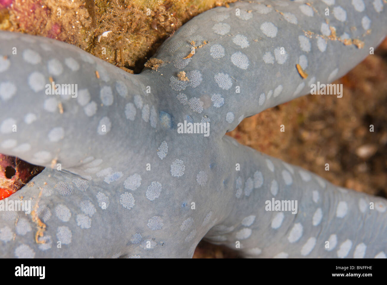 Stella di mare (Starfish), (Linckia laevigata) Foto Stock