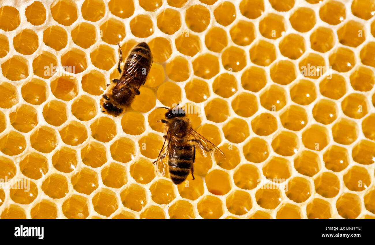 Due api su un favo di miele Foto Stock