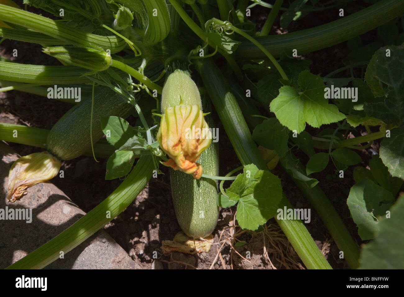 Grigio squash cresce in giardino Foto Stock