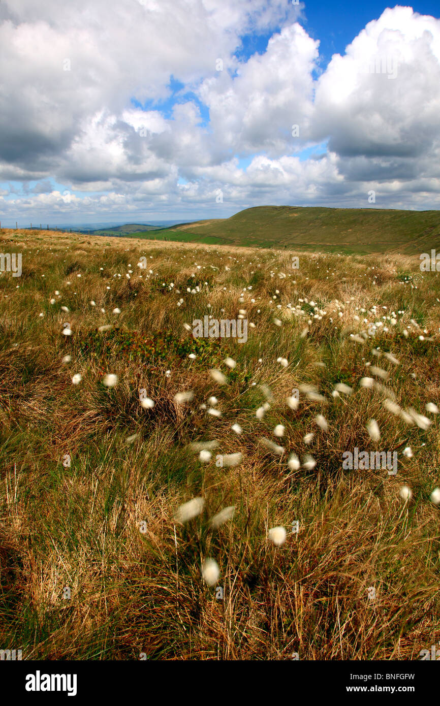 Dancing multi-guidato Bog cotone a gatti Tor, Cheshire,parco nazionale di Peak District. Foto Stock