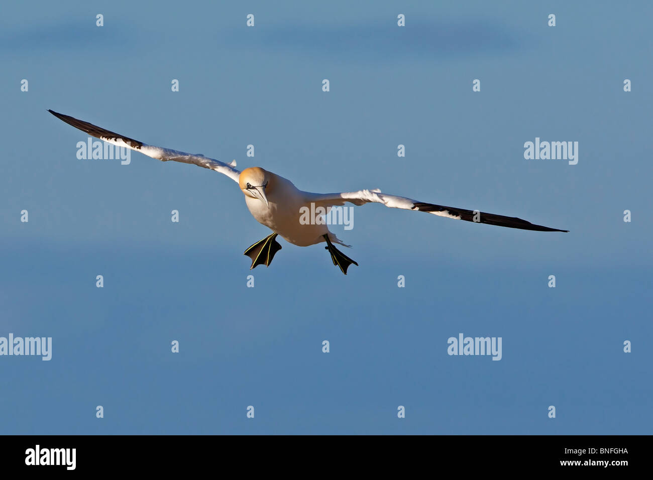 Gannett in volo. Foto Stock