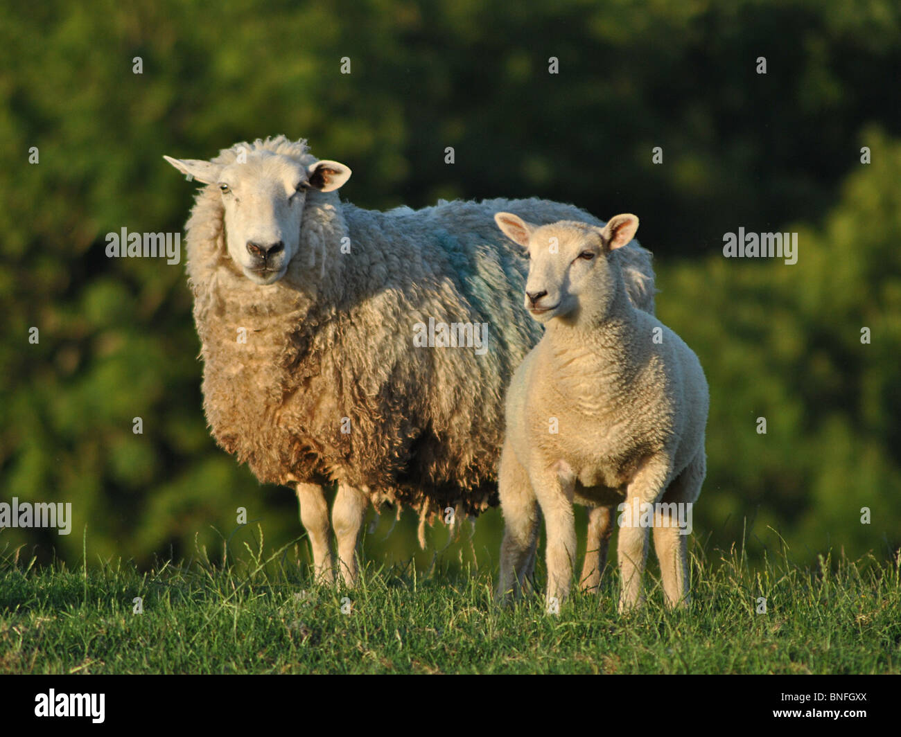 Pecore in un campo nel Marshwood Vale, Dorset, Inghilterra Foto Stock