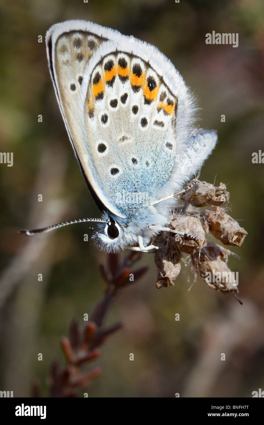 Maschio-argento studded blue butterfly (Plebeius argus) sulla brughiera. Foto Stock