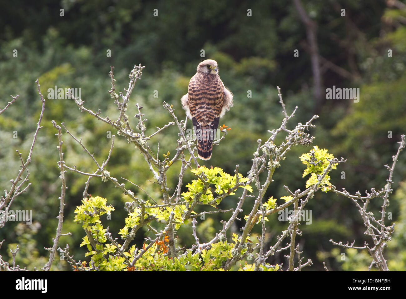 Il Gheppio (Falco tinnunculus) appollaiato in un albero. Foto Stock