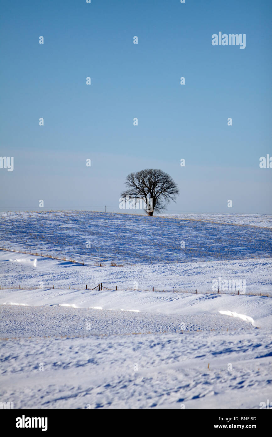 Un lone tree spicca sull'orizzonte di un paesaggio innevato. Foto Stock