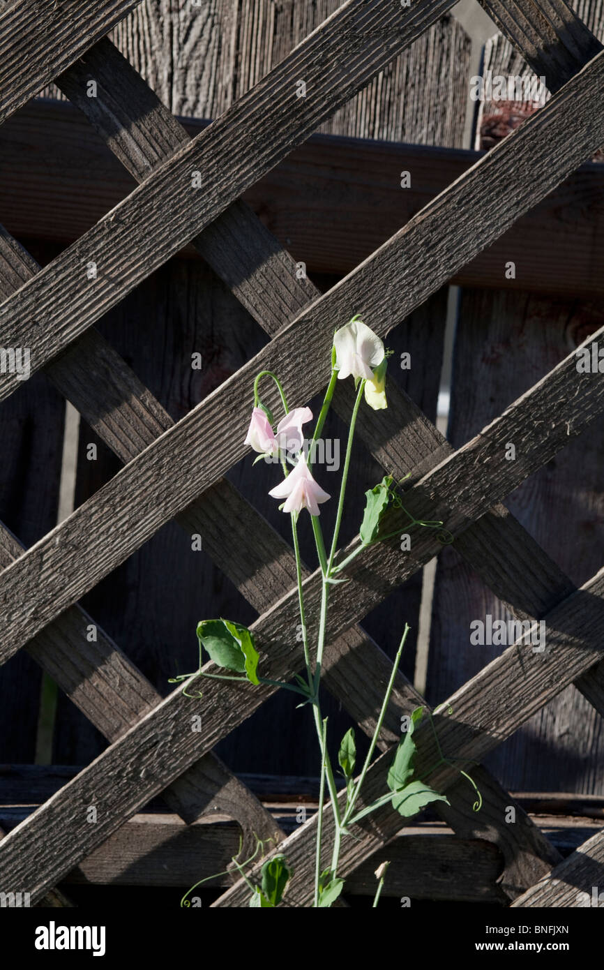 Piselli dolci crescono su una recinzione di legno Foto Stock