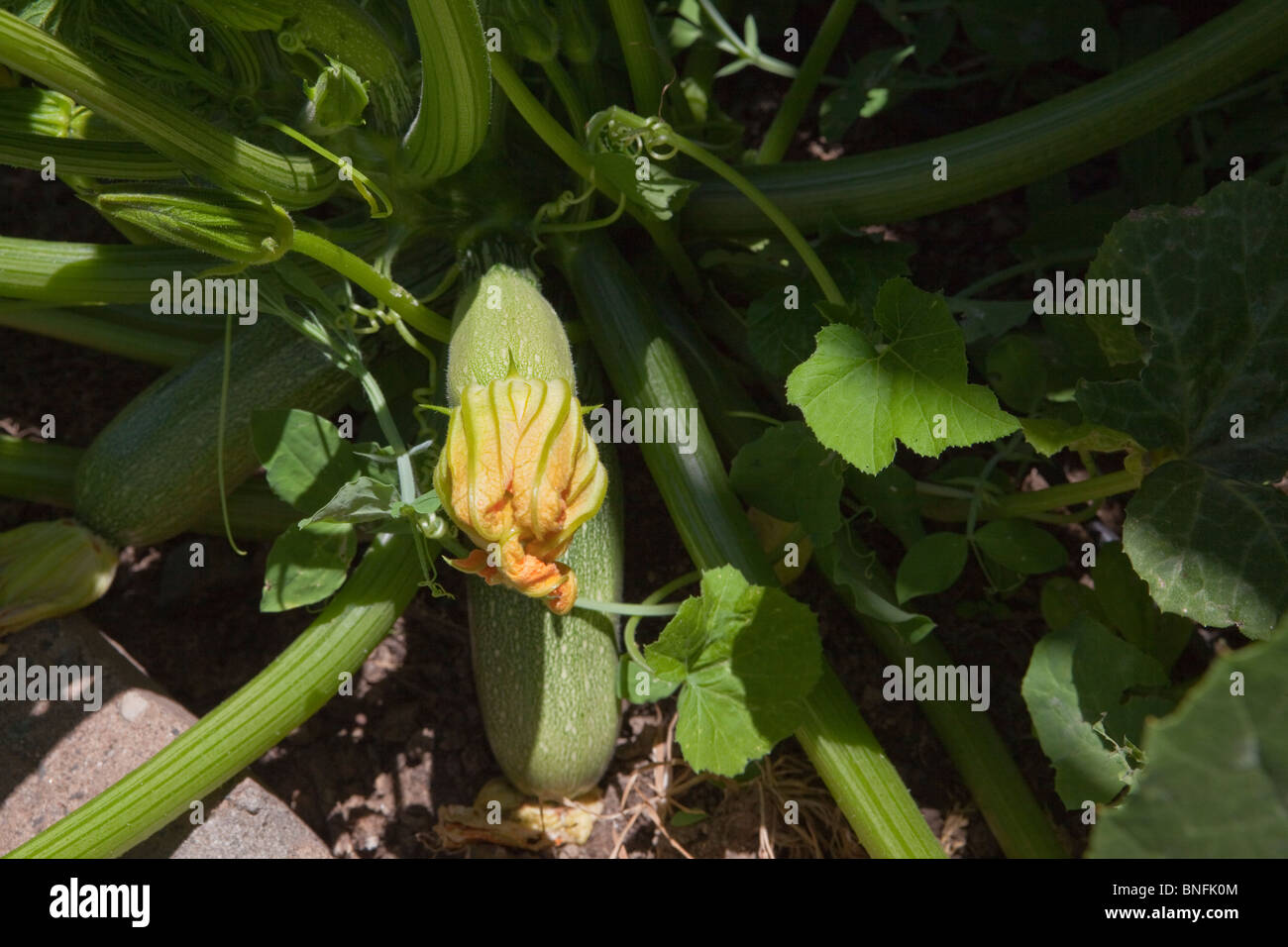 Grigio squash cresce in giardino Foto Stock