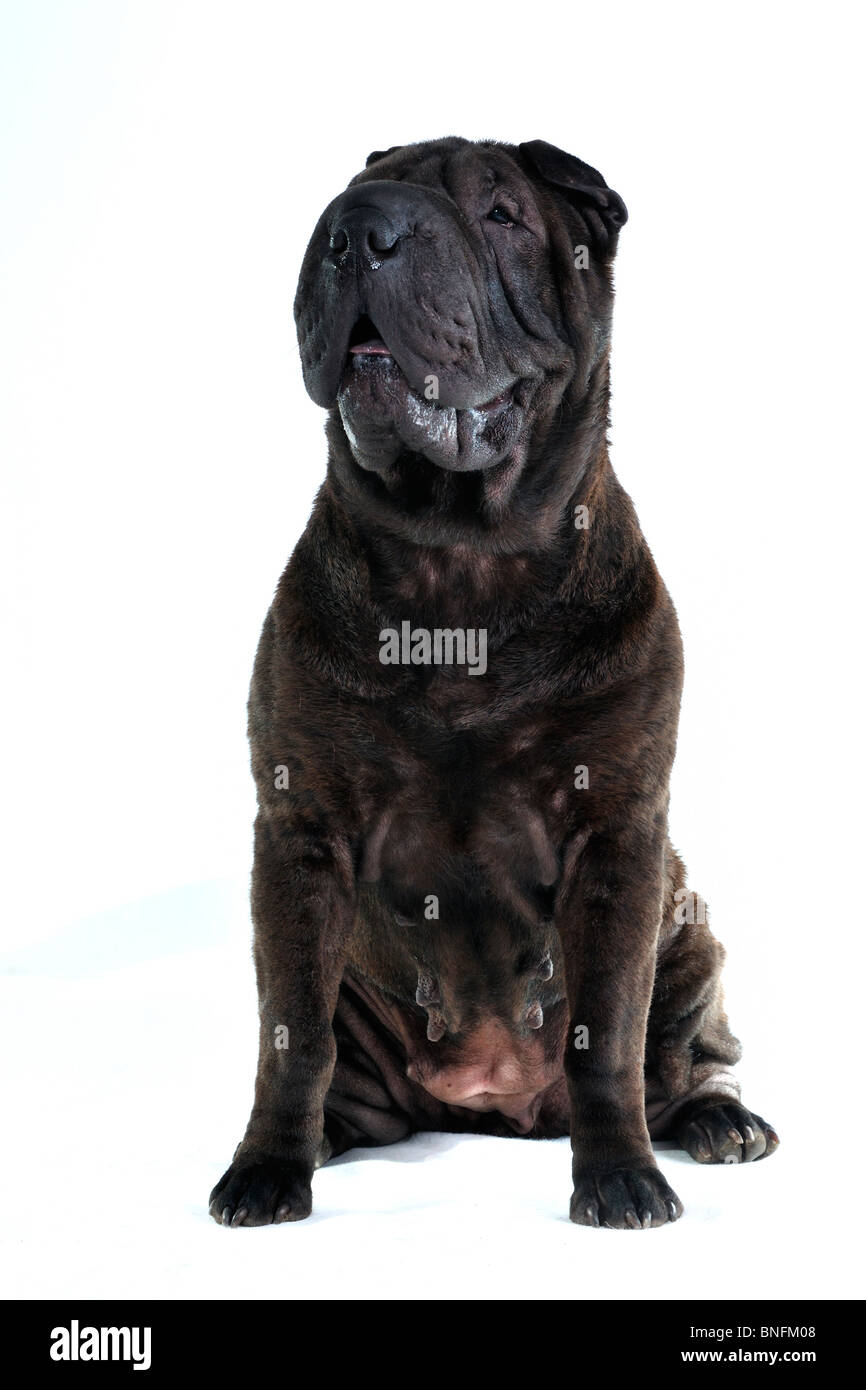 Shar-Pei dog sitter su bianco studio shot Foto Stock