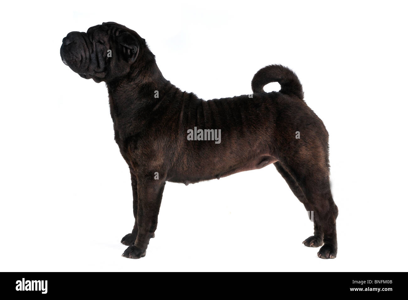 Shar-Pei Dog Show Shot Stack su bianco Foto Stock
