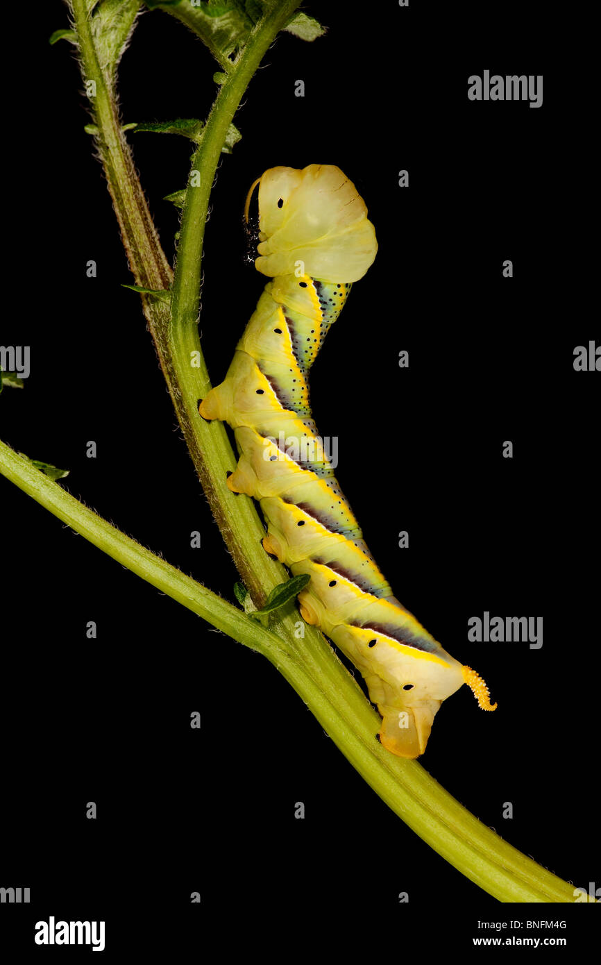 La morte del capo-Hawkmoth - Acherontia atropo caterpillar instar finale (c) Foto Stock