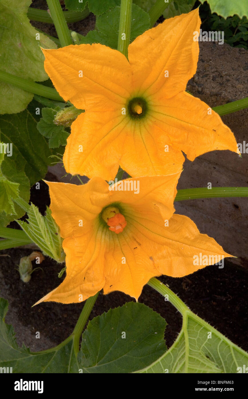 Fiori di zucca in giardino Foto Stock