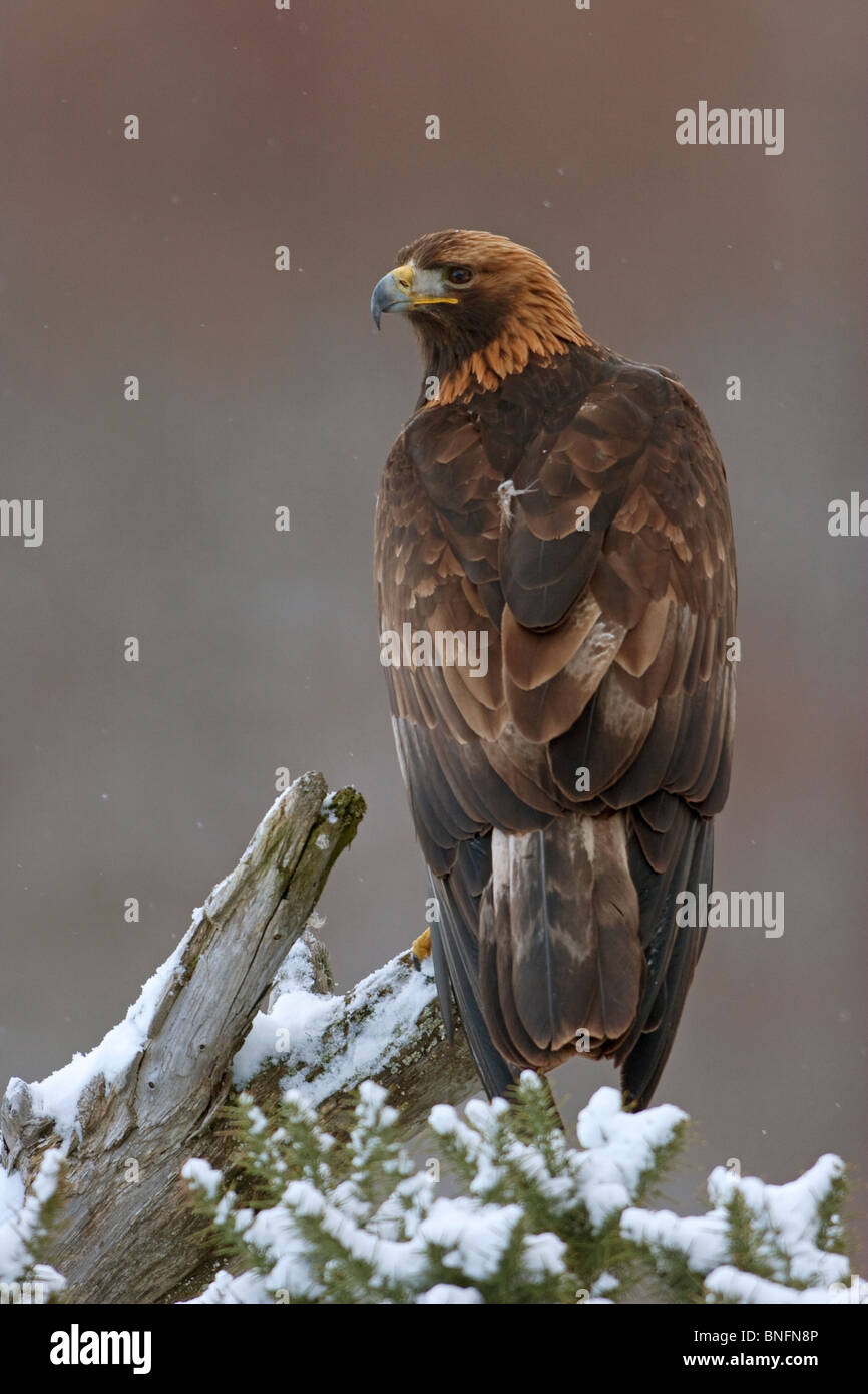 Golden Eagle su strade coperte di neve il pesce persico. (C) Foto Stock