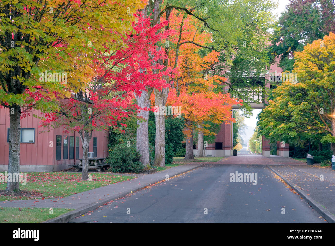Strada per agricoltura e scienze della vita edificio con Autunno a colori. Oregon State University. Foto Stock
