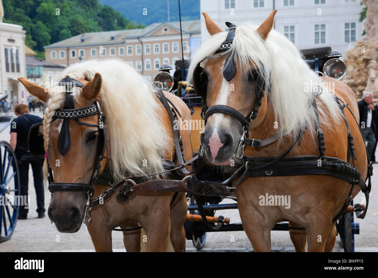 Turisti carro trainato da cavalli per tour della città con una coppia di cavalli bionda nel cablaggio. Residenz Platz, Salisburgo, Austria. Foto Stock