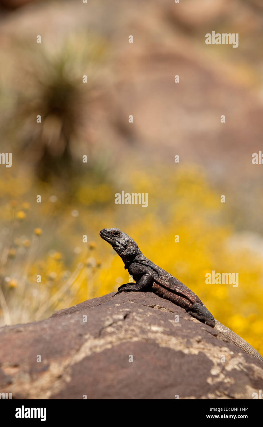 Chuckwalla lizzard Foto Stock