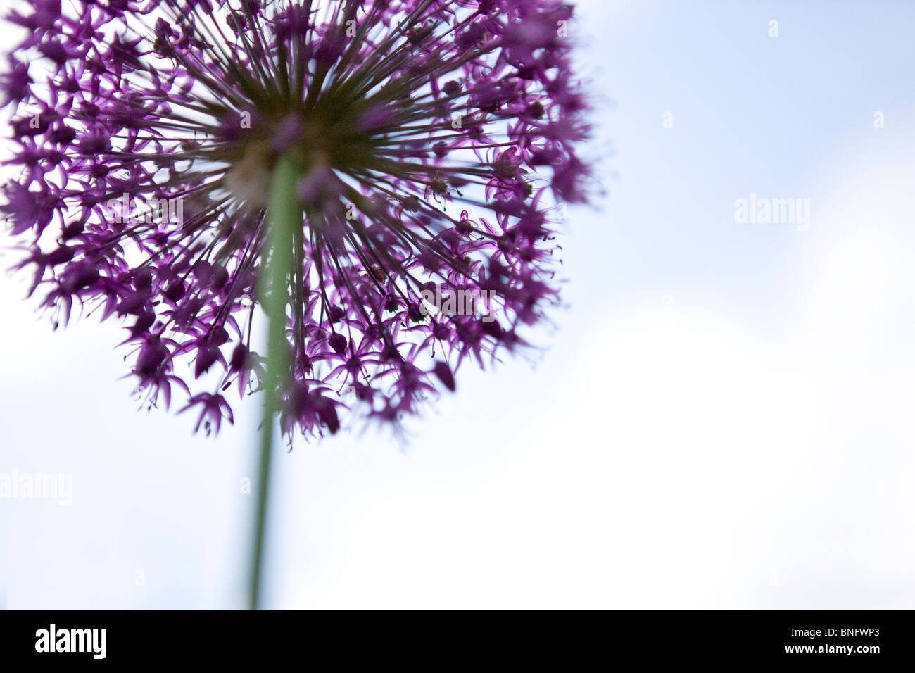Un viola allium testa di fiori Foto Stock