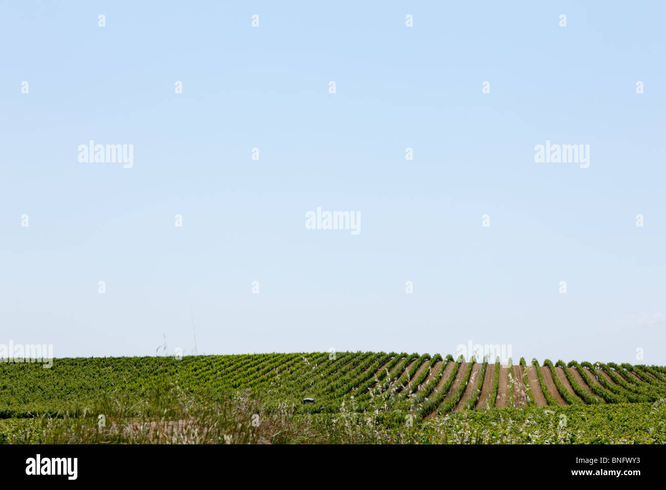 Un vigneto all'orizzonte nella regione della Rioja del nord della Spagna Foto Stock