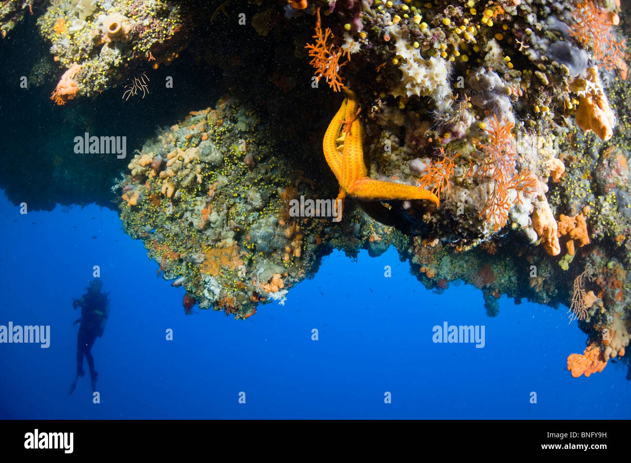 Scuba Diver sotto la sporgenza colorati in Isola di Korcula, Croazia Foto Stock