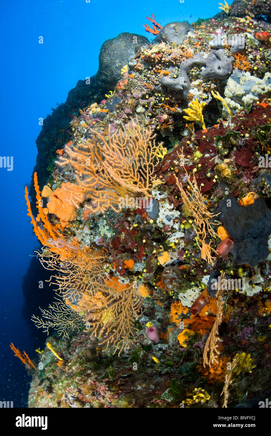 Il rientro in Mediterraneo, Kurcula Isola, Croazia Foto Stock
