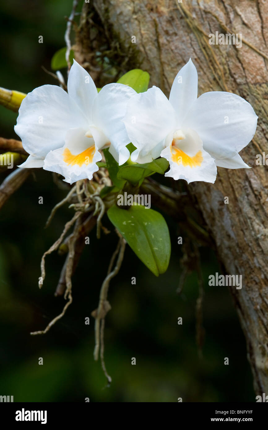 ORCHIDEA DEL LABBRO dell'IMBUTO (Dendrobium infundibulum) che cresce sugli alberi nella foresta pluviale, Ko Ra, Thailandia meridionale. Foto Stock