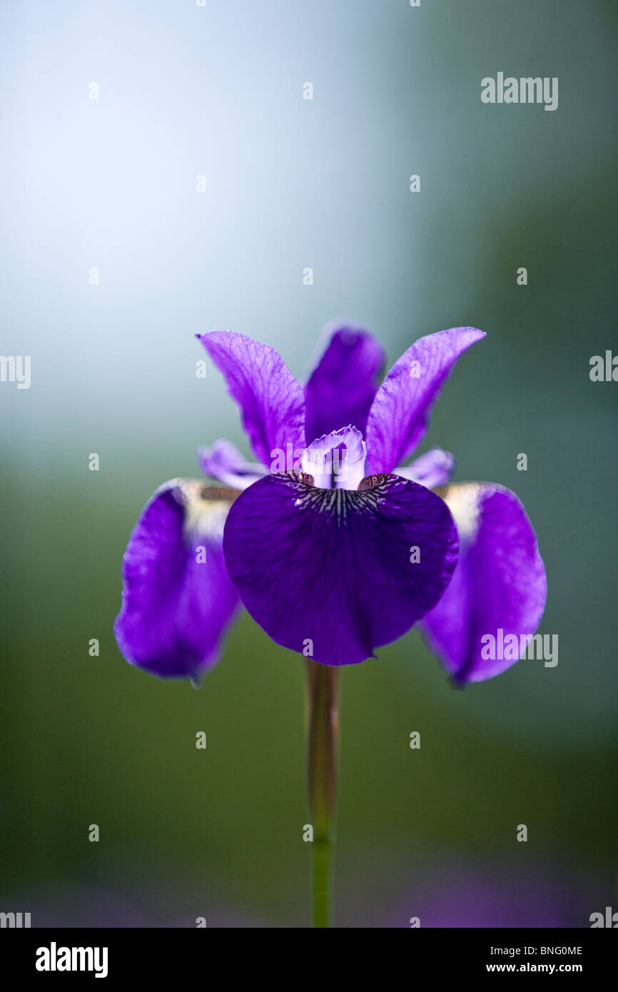 Un iris viola fiore, close up Foto Stock