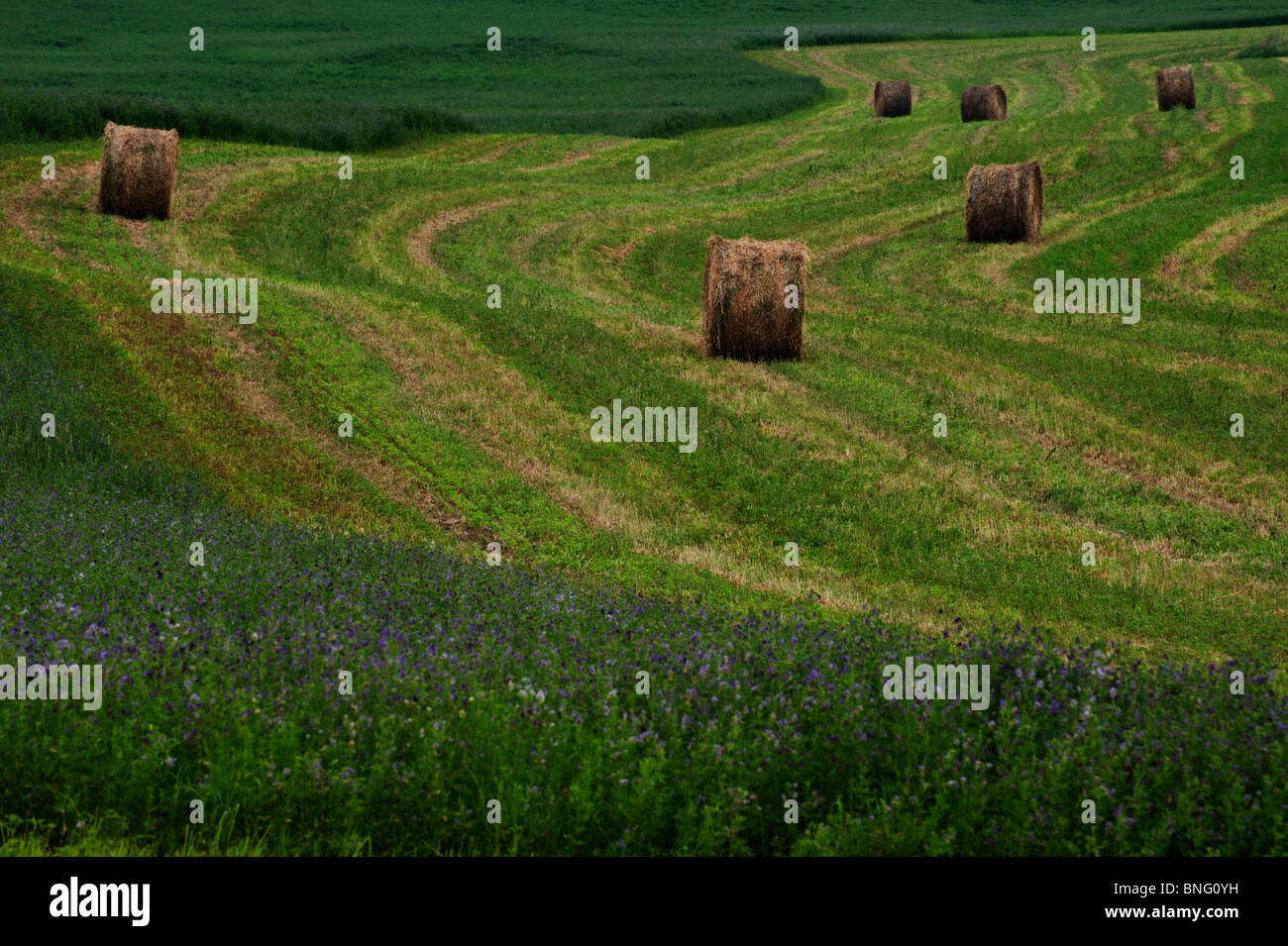Un campo di blu fioritura di erba medica fieno con un trattore e boschi in background in Southern Ontario. Foto Stock