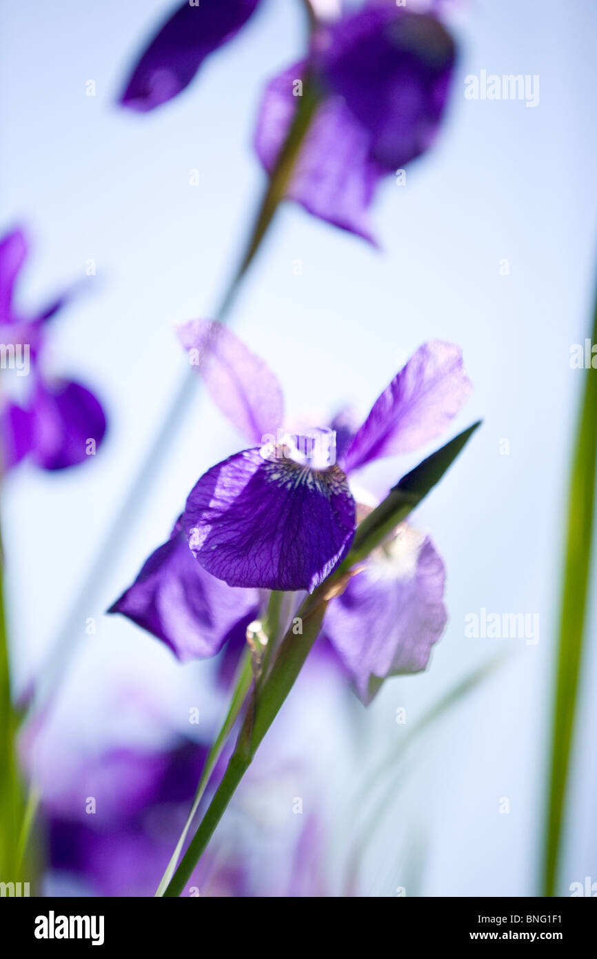 Viola iride fiori Foto Stock