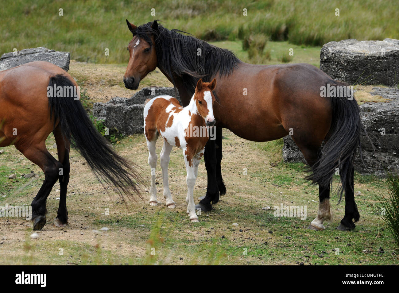 Pony selvatici con puledro sul Clee Hills in Shropshire Foto Stock