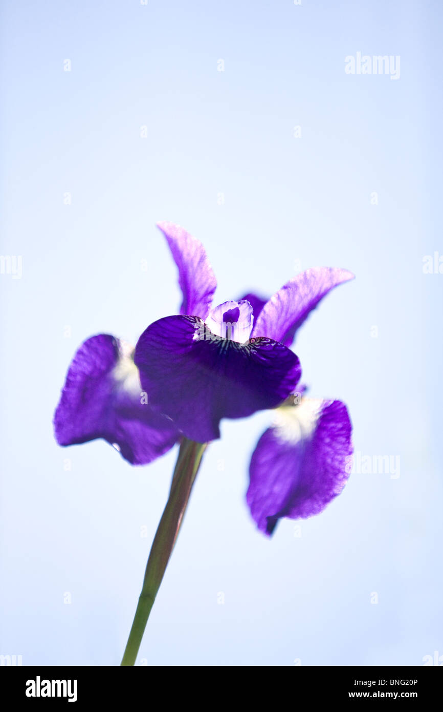 Un imporpori fiore iris Foto Stock