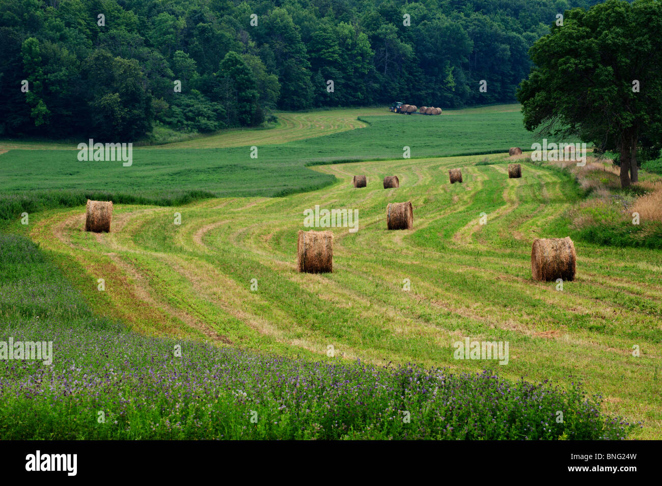Un campo di blu fioritura di erba medica fieno con un trattore e boschi in background in Southern Ontario. Foto Stock